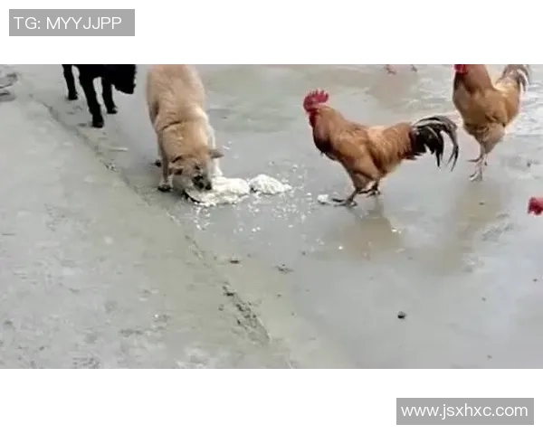 土狗足球的崛起与发展探讨：从草根到职业的奋斗历程与未来展望